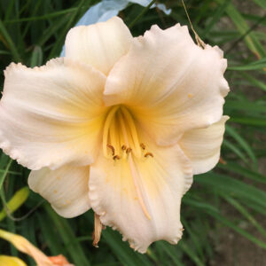 OLALLIE JUNE OLIVIA (12-12-20 b12-wht)